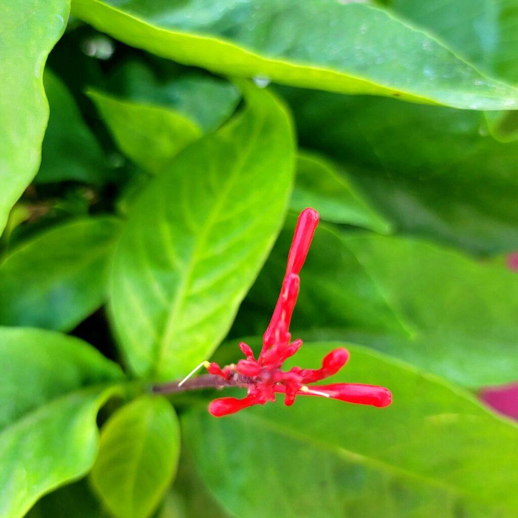 Firespike flower