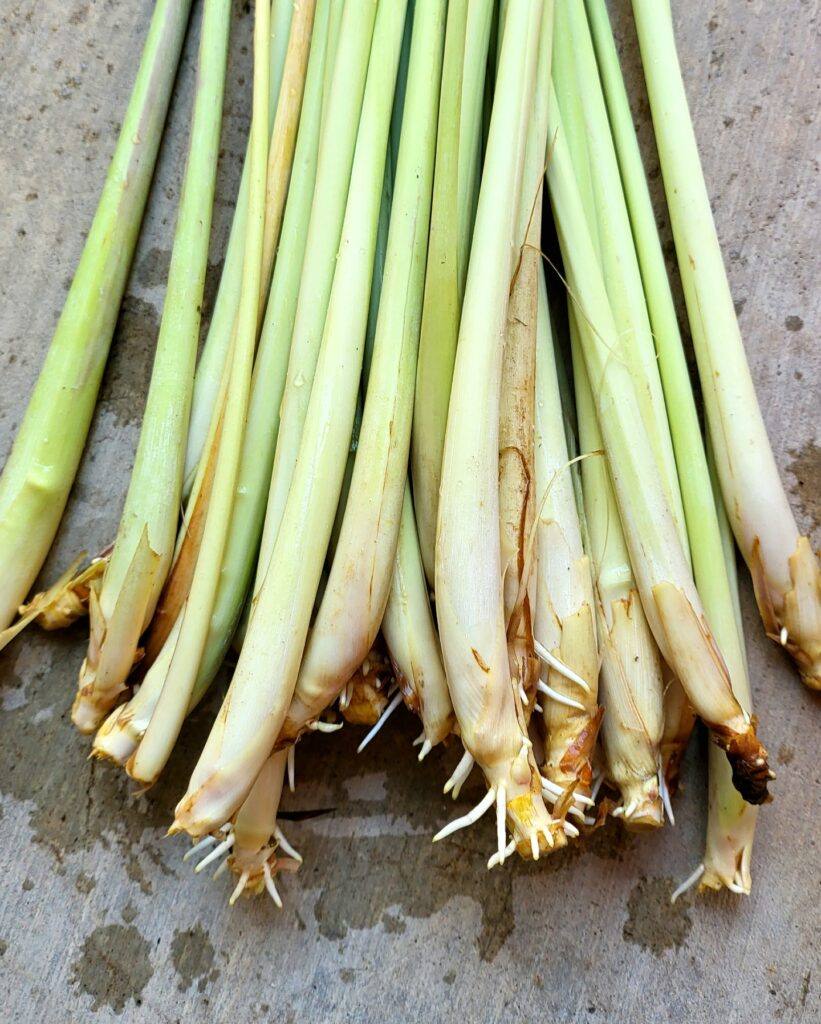 Lemongrass stalks rooting