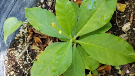 Talinum Paniculatum Surinam Spinach, Kob lij xeeb