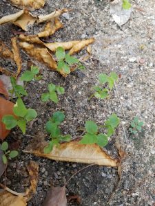 Papaya seedlings