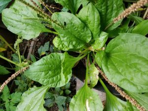 zaub ntswg npua / plantain weed