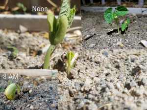 Climbing green beans