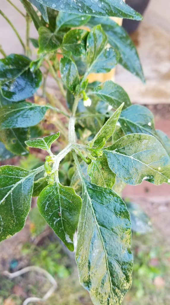 How To Get Rid of Aphids Naturally