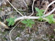 Lemon balm cutting