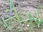 scallions-planting-from-scraps