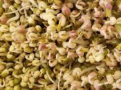 mung bean sprouts