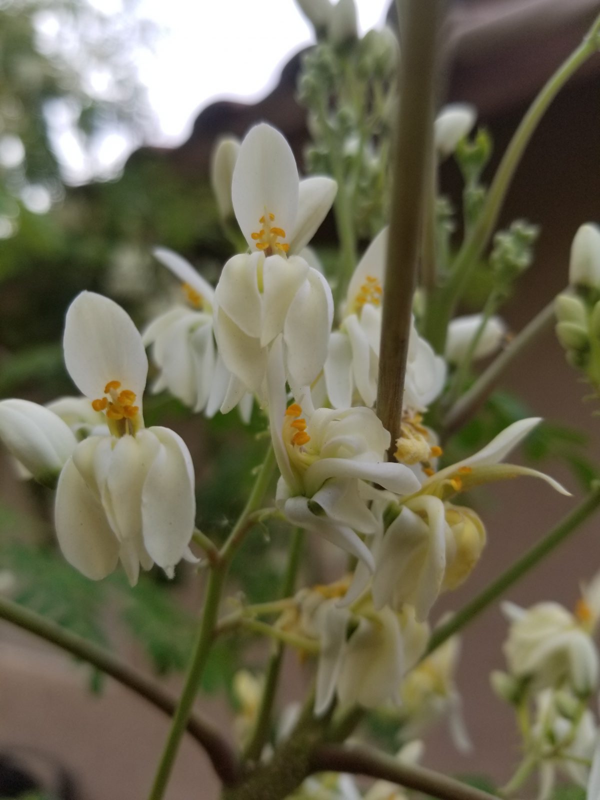 Moringa-flowers