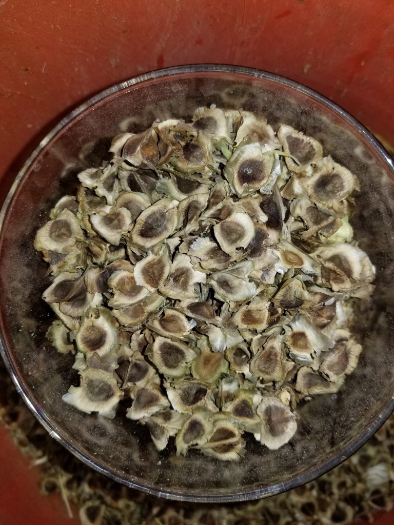 Moringa seeds