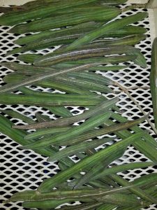 Moringa seed pods