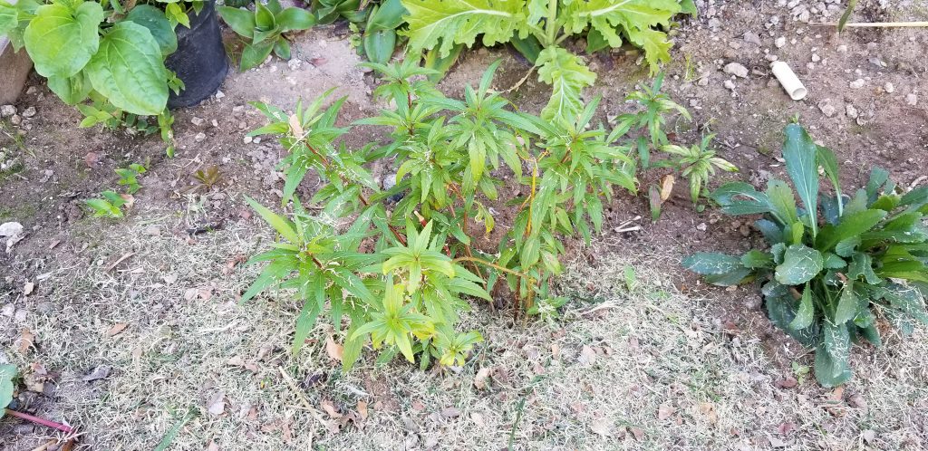 Grass cuttings as mulch