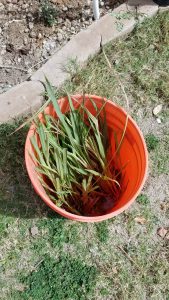 bucket of lemongrass ready to be planted