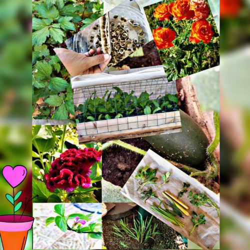 Herbs/Tshuaj Ntsuab