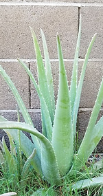 Aloe vera