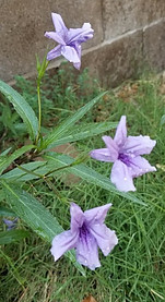 Mexican petunia