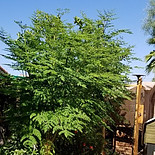 Moringa oleifera