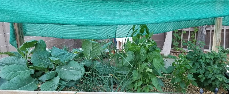 happy shaded plants