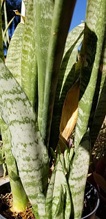 Snake plant