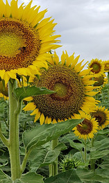 Sunflowers