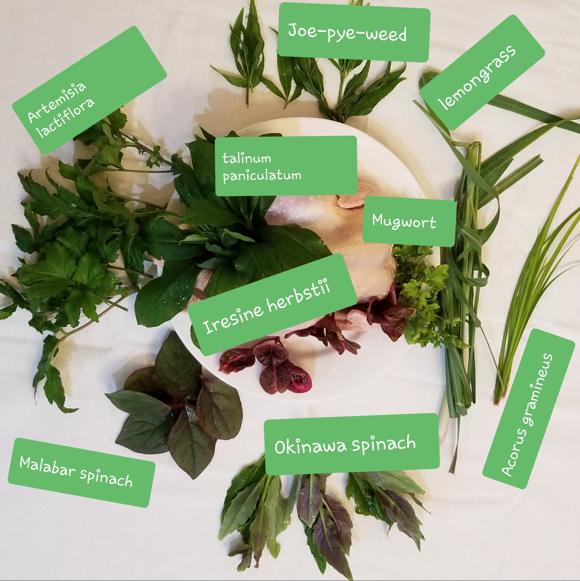 picture with herb names