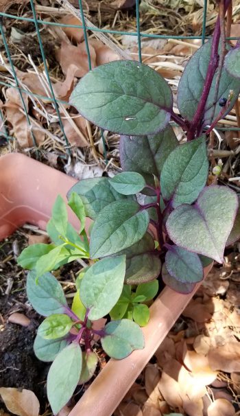 Red malabar spinach