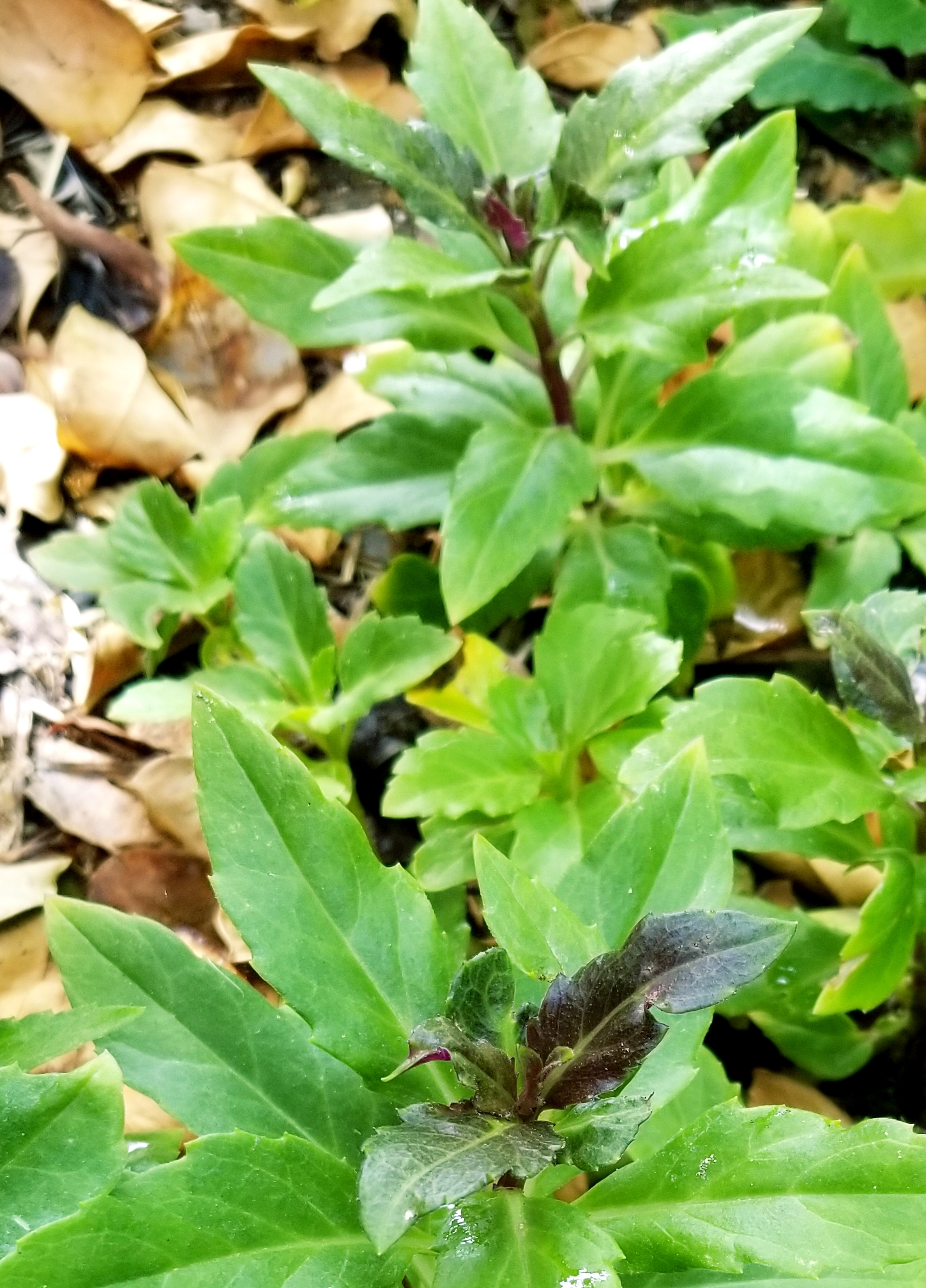 Okinawa spinach