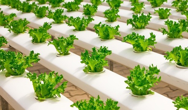 hydroponic vegetable gardening