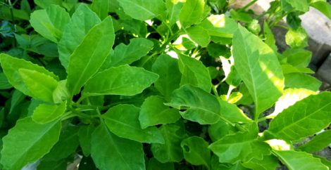 Longevity Spinach, Tshuaj Rog Ntsuab