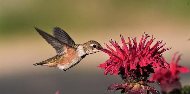 pollinator