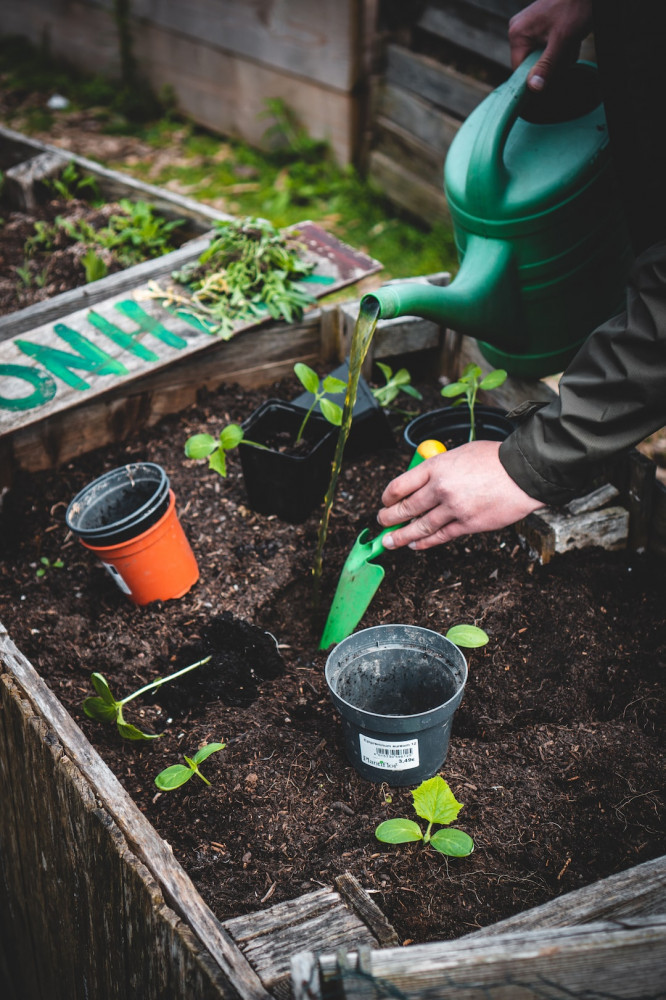 Basic Steps to Gardening in the Summer