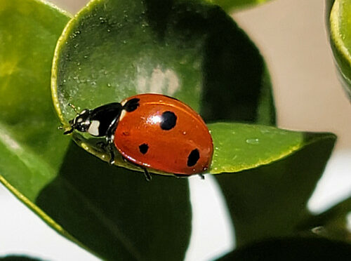 Why You Shouldn't Buy Ladybugs for Natural Pest Control