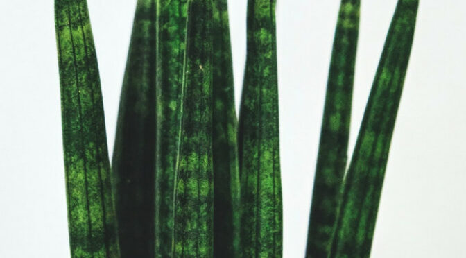 Sanseveria Cylindrica