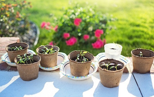 Seeds indoors