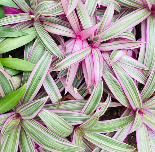 Dwarf oyster plant