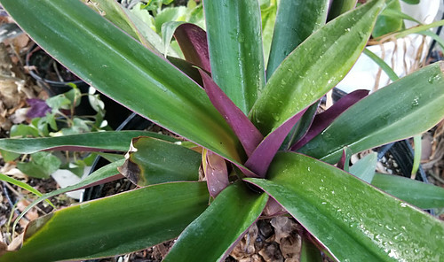 Giant oyster plant