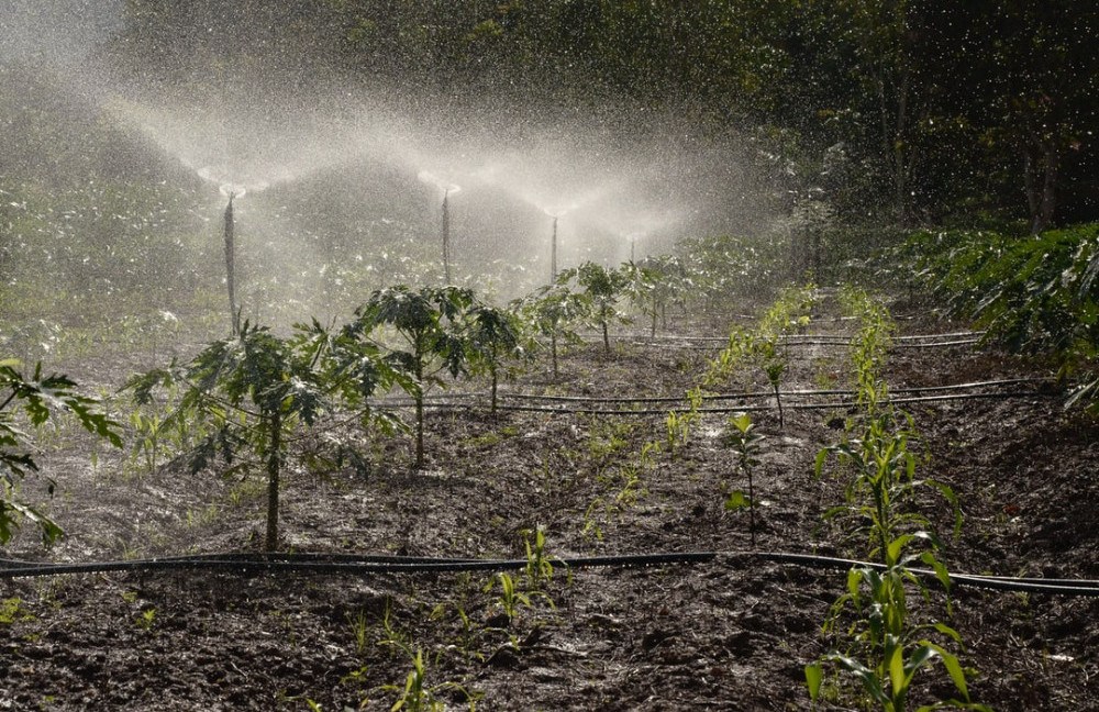 do-you-water-plants-every-day