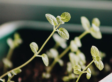 leggy seedlings