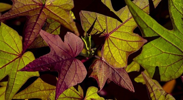 sweet potato vines